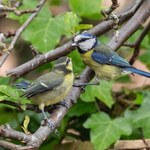 3 najlepsze aplikacje do rozpoznawania ptaków ze śpiewu i ze zdjęcia