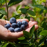 3 najzdrowsze owoce na świecie, które wyhodujesz we własnym ogródku