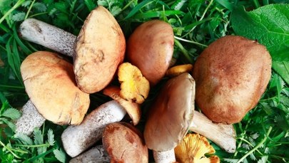 3 trujące grzyby, które najłatwiej pomylić z jadalnymi 