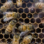30 000 pszczół w amerykańskim domu