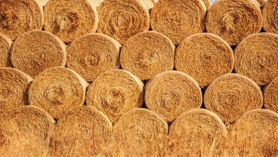 30 bel siana znikło z łąki. Kradł je dla swojego bydła