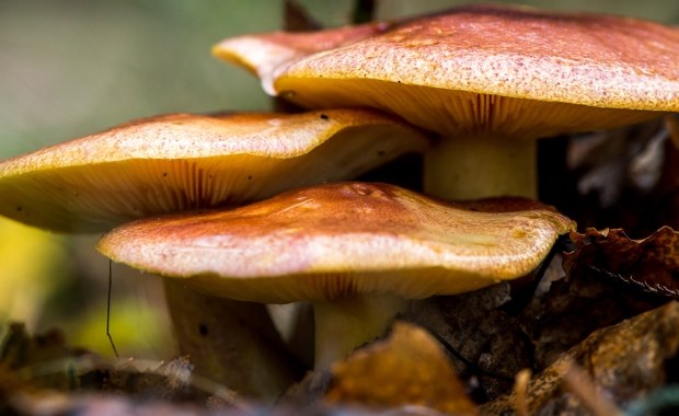 30 lat po Czarnobylu we Francji wciąż są radioaktywne grzyby