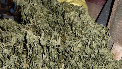 30-latek z Limanowej miał ponad 22 kg środków odurzających