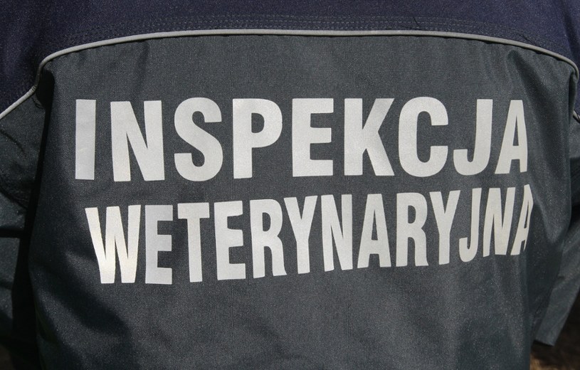 30 procent pracowników Inspekcji Weterynaryjnej w poniedziałek nie przyszło do pracy /Stanisław  Kowalczuk /Super Express