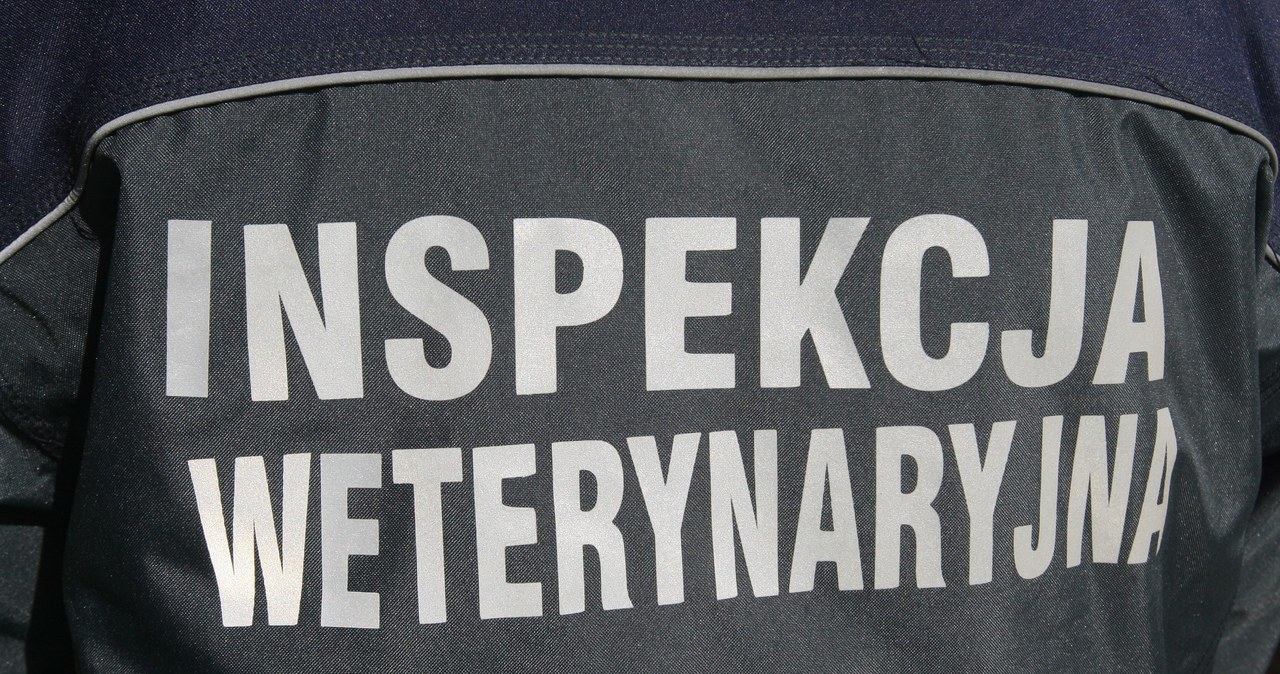 30 procent pracowników Inspekcji Weterynaryjnej w poniedziałek nie przyszło do pracy /Stanisław  Kowalczuk /Super Express