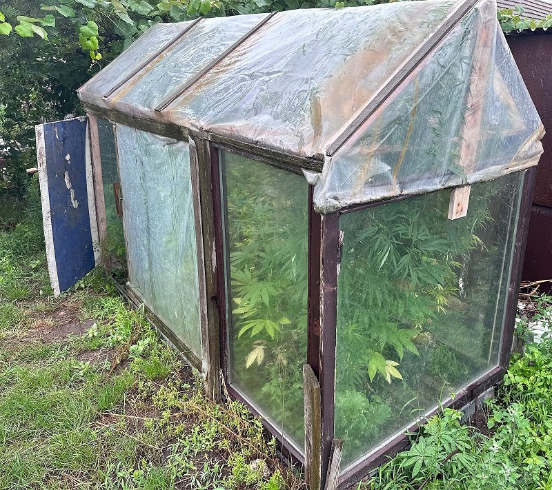 33-latek twierdził, że marihuanę uprawia na karmę dla papug /Policja we Wrześni /Policja