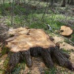 337-letnia jodła wycięta w Puszczy Karpackiej. Aktywiści alarmują 