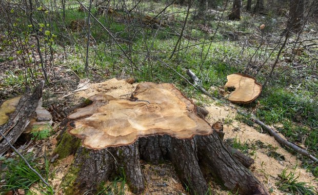 337-letnia jodła wycięta w Puszczy Karpackiej. Aktywiści alarmują 