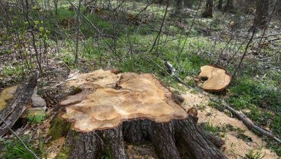337-letnia jodła wycięta w Puszczy Karpackiej. Aktywiści alarmują 