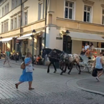 33°C, a krakowskie konie nadal w pracy. Absurdalny zakaz