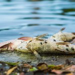 350 kg martwych ryb odłowionych z zalewu Bajkał pod Wrocławiem