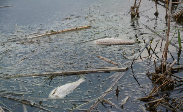 350 kg śniętych ryb wyłowiono z Kanału Gliwickiego
