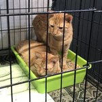 38 kotów z Żytomierza jest w schronisku w Sosnowcu