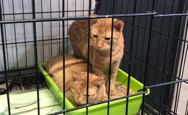 38 kotów z Żytomierza jest w schronisku w Sosnowcu