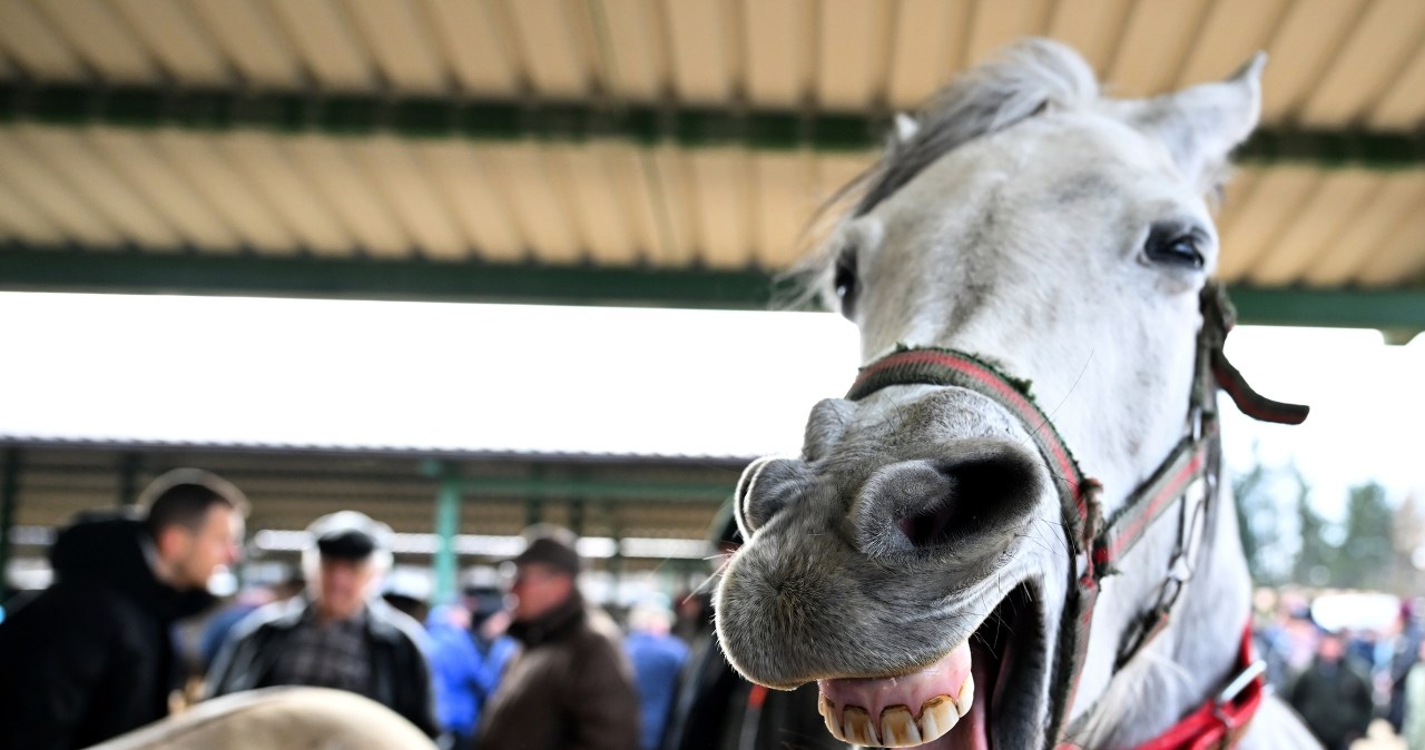393. Jarmark Koński "Wstępy" w Skaryszewie