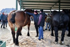 393. Jarmark Koński "Wstępy" w Skaryszewie