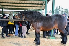 393. Jarmark Koński "Wstępy" w Skaryszewie