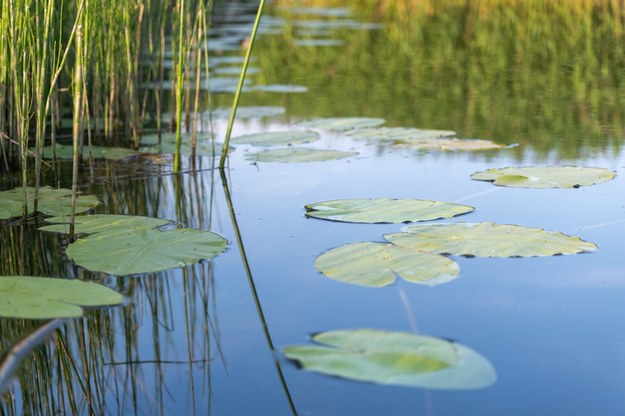 4-latej utonął w oczku wodnym /Shutterstock