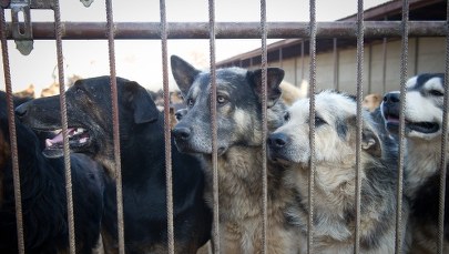 4-latka pogryziona przez psy przeszła operację. Lekarze: Jej stan jest średnio ciężki