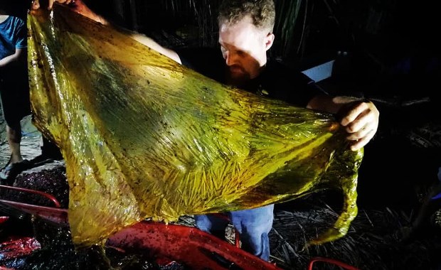 40 kilogramów plastikowych siatek znaleziono w brzuchu wieloryba