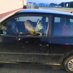 45-latka potrąciła sarnę. To, co zrobiła potem, zaskoczyło policję