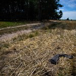 48-latek zagryziony przez psy. Właściciel zwierząt stanie przed sądem