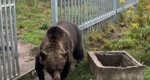 49-latek przetrzymywał... niedźwiedzia brunatnego. Mężczyzna usłyszał zarzuty