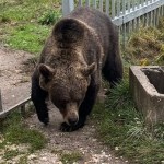 49-latek przetrzymywał... niedźwiedzia brunatnego. Mężczyzna usłyszał zarzuty