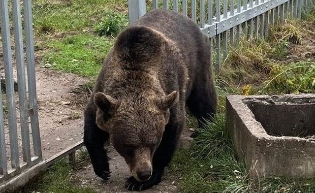 49-latek przetrzymywał... niedźwiedzia brunatnego. Mężczyzna usłyszał zarzuty