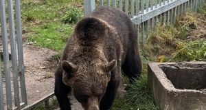 49-latek przetrzymywał... niedźwiedzia brunatnego. Mężczyzna usłyszał zarzuty