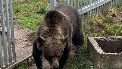 49-latek przetrzymywał... niedźwiedzia brunatnego. Mężczyzna usłyszał zarzuty