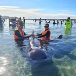 49 waleni utknęło na plaży w Nowej Zelandii