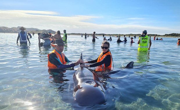 49 waleni utknęło na plaży w Nowej Zelandii