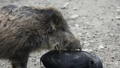 5- i 9-latek zaatakowani przez dzika