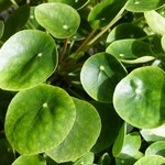5 kwiatów, które przynoszą szczęście i przyciągają pieniądze