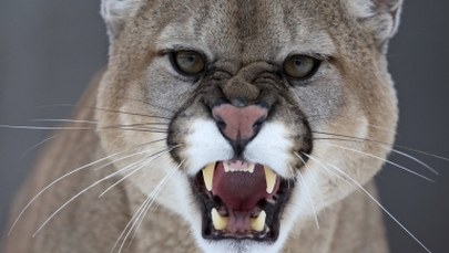 5-latek zaatakowany przez pumę. Matka wyciągnęła jego głowę z paszczy drapieżnika