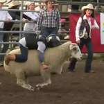5-letni mistrz rodeo ujechał na grzbiecie owcy aż 9 sekund. Zobaczcie wideo!