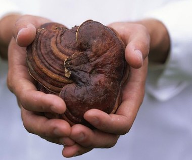 5 powodów, dla których powinieneś spróbować kawy grzybowej