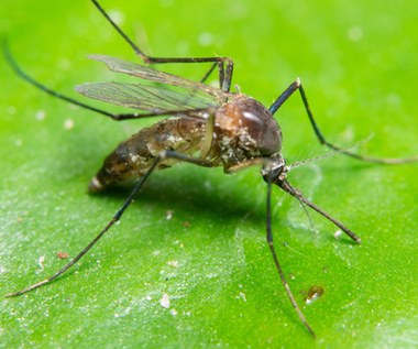 5 roślin, które skutecznie odstraszają komary w ogrodzie