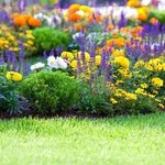 5 sposobów, aby ustrzec swoje kwiaty przed szkodnikami