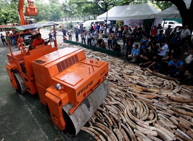5 ton kości słoniowej zniszczono na Filipinach /DENNIS M. SABANGAN /PAP/EPA