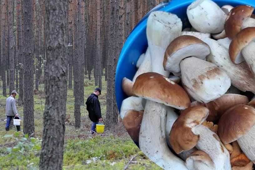 50 borowików w kilka minut. Grzybiarze z Lubuskiego przecierają oczy ze zdziwienia 