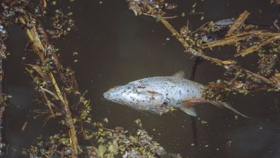 50 kg śniętych ryb wyłowionych z rzeki. Złota alga na Śląsku