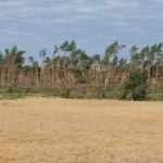 50 mln drzew w ramach narodowego sadzenia. Teraz grożą wycinki