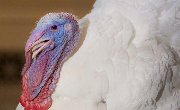 50 mln indyków na Dzień Dziękczynienia