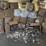 50 tys. płetw rekinów jako części samochodowe. Rozbita siatka przemytników