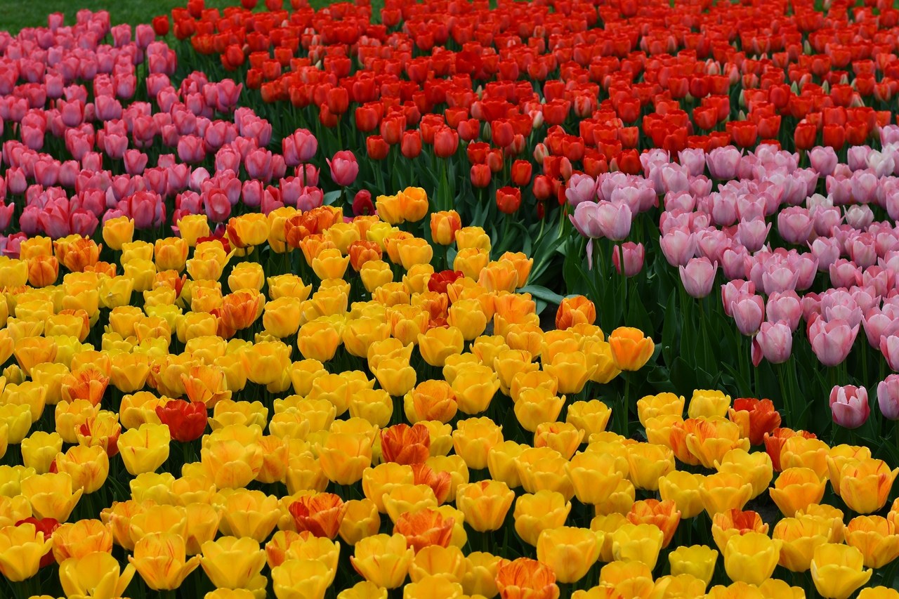 50 tys. tulipanów zakwitło w Ogrodzie Botanicznym w Łodzi [ZDJĘCIA]