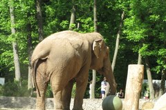 50. urodziny słonicy Magdy z łódzkiego zoo