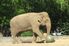 50. urodziny słonicy Magdy z łódzkiego zoo