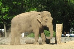 50. urodziny słonicy Magdy z łódzkiego zoo